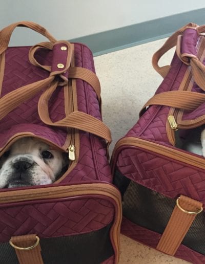 Dogs peeping out of bags
