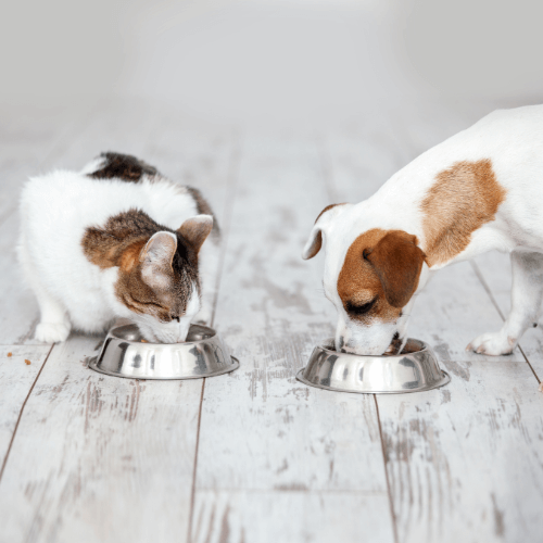 Cat and dog having food