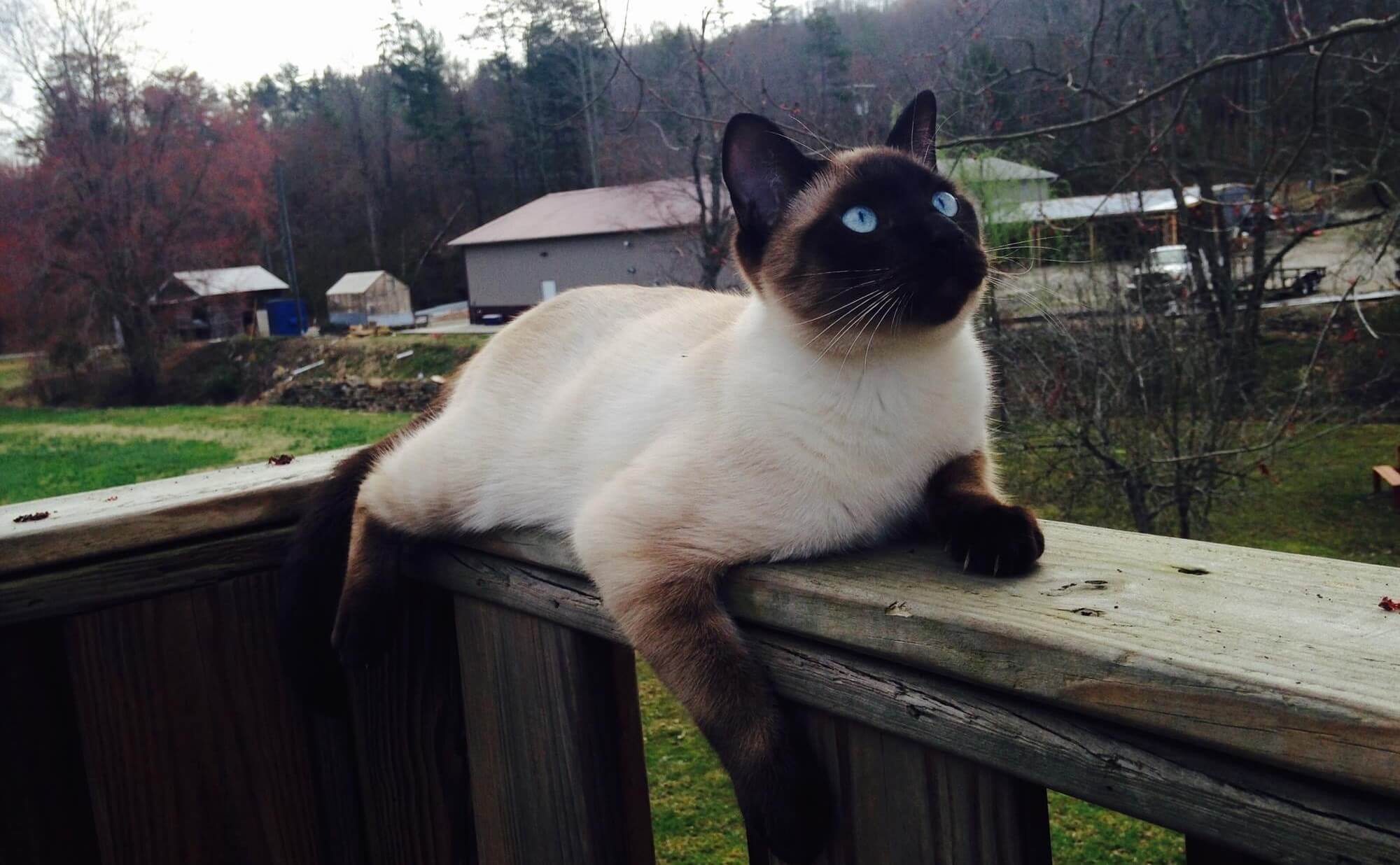 a cat lying on a wood railing