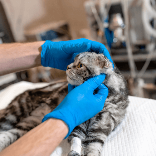 Hands with gloves pampering cat