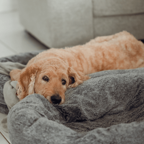 Senior dog laying on pet bed