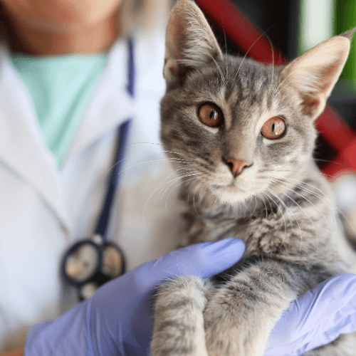 Cat in the hands of veterinarian