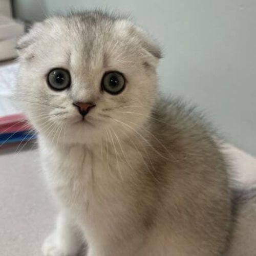 a cute white kitten